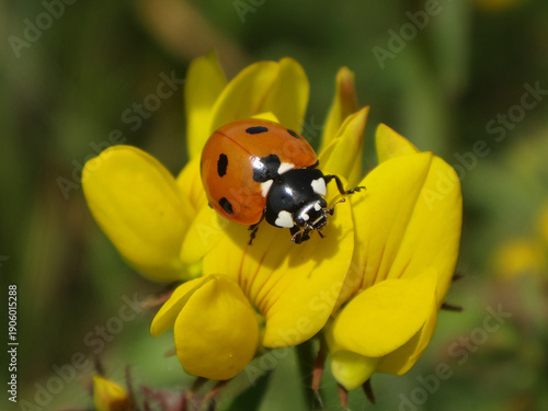 Seven-spot ladybird beetle (Coccinella septempunctata) on bird's-foot trefoil flowers
