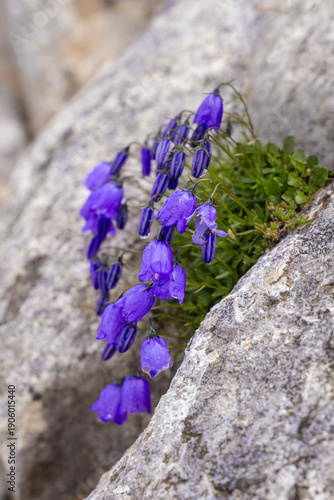 Wild purple campanula flowers in the mountains. Violet bell-shaped flowers