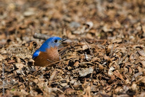 Obraz na plátně Eastern bluebird foraging on the ground