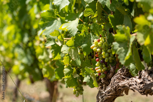 Close-up of a lush green grapevine leaf with soft bokeh and shallow depth of field, symbolizing wine, viticulture, wine travel, and editorial copy space.