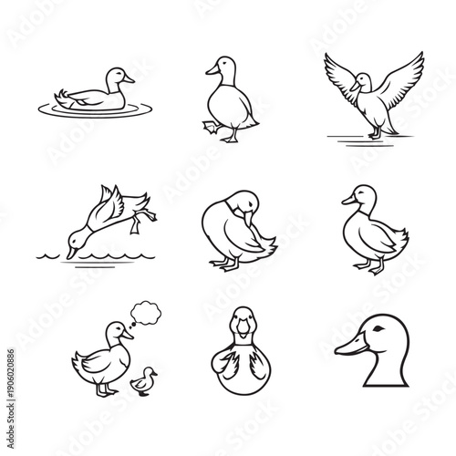 Duck Icons Collection: Swimming, Walking, Diving, Preening, Flying, Family, Head - Line Art