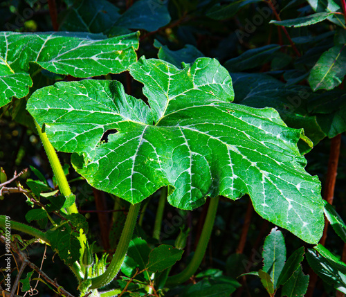 Large green pumpkin leaf with white veins in an organic vegetable garden