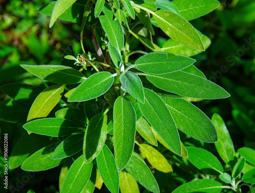 Wallpaper Mural Fresh green Sage herb leaves growing in a home garden Torontodigital.ca