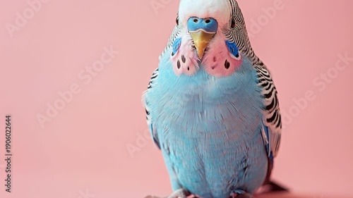 A budgerigar sits on a surface with a pink background. The bird has blue feathers and notable cheek patches. The setting looks clean and well lit