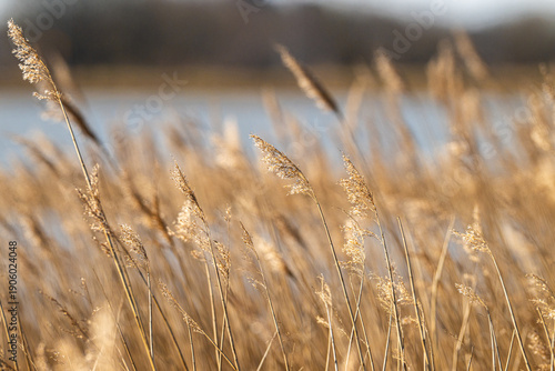 golden reed grass waving in soft wind beside calm lakeside.