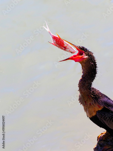 Anhinga bird (Anhinga anhinga) tossing a fish in the air preparing to eat it on the Gulf of Mexico.