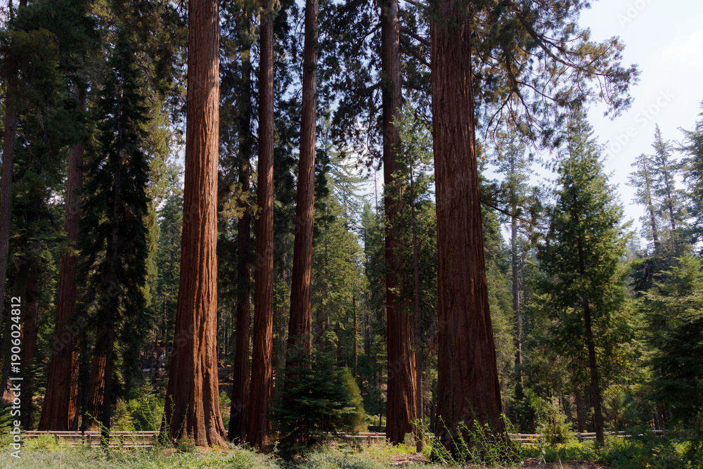 Obraz premium Giant sequoias living in Yosemite National Park (CA)