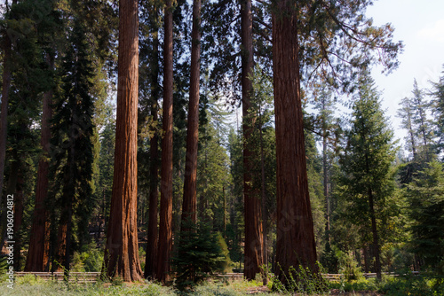 Wallpaper Mural Giant sequoias living in Yosemite National Park (CA) Torontodigital.ca
