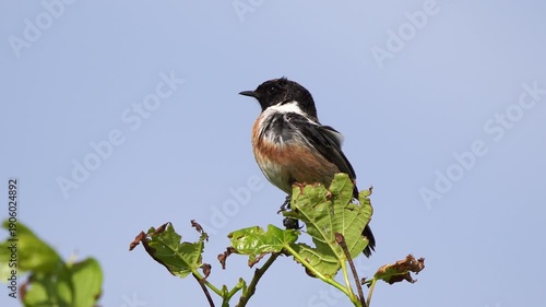Wallpaper Mural A male European stonechat (Saxicola rubicola) singing in the top of a tree and looking to the left in spring Torontodigital.ca