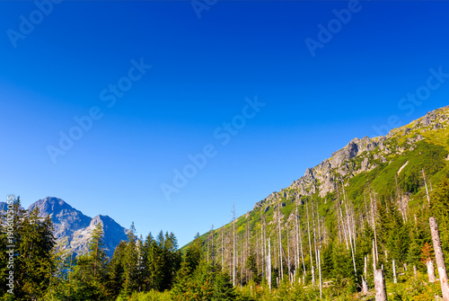 forest on mountain in summer. alpine coniferous tree on the tatra slopes under blue sky. beautiful poland nature scenery with rocky peaks in morning light. majestic place