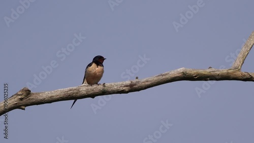Wallpaper Mural An adult barn swallow (Hirundo rustica) sitting on a branch, inspecting its surroundings and flying away Torontodigital.ca
