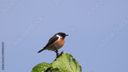Wallpaper Mural A male European stonechat (Saxicola rubicola) balancing in the top of a tree and preening its feathers Torontodigital.ca