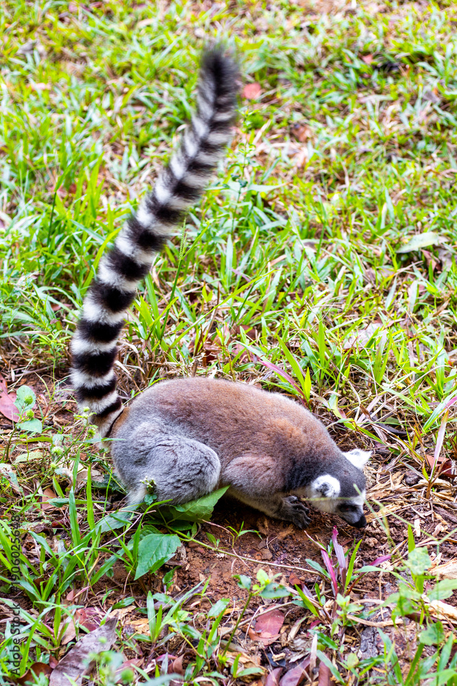 Fototapeta premium A ring-tailed lemur sits on the ground, holding its long striped tail high against a backdrop of grass.