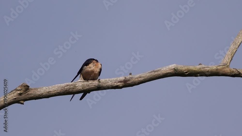 Wallpaper Mural An adult barn swallow (Hirundo rustica) sitting on the branch of a tree and preening its feathers Torontodigital.ca