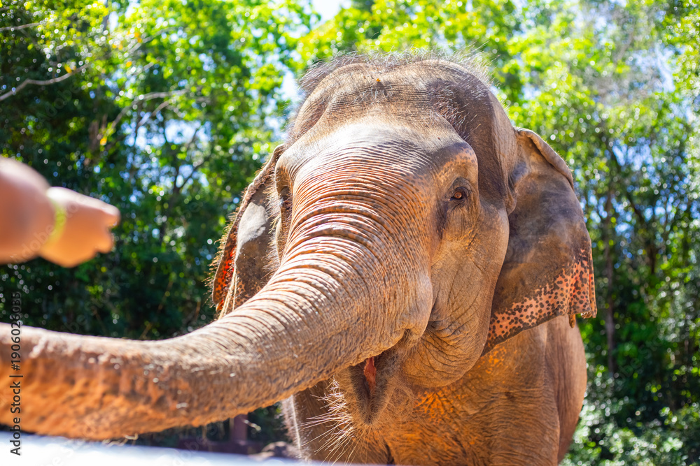 Fototapeta premium A human hand places food on the tip of an elephant's trunk, a moment of human-animal interaction at a sanctuary.