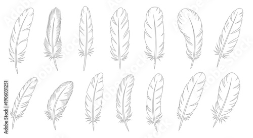 Collection of Hand Drawn Feathers Illustration.