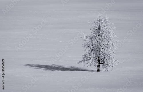 Tree, Snow and Shadow
