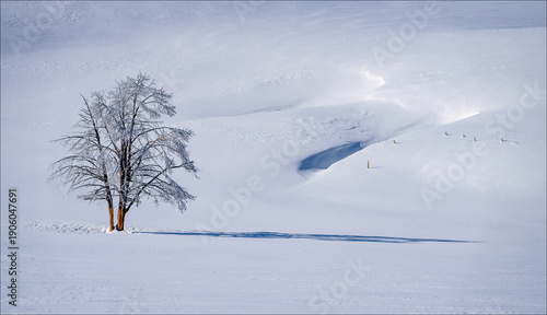 cy Tree and Snow Drift
