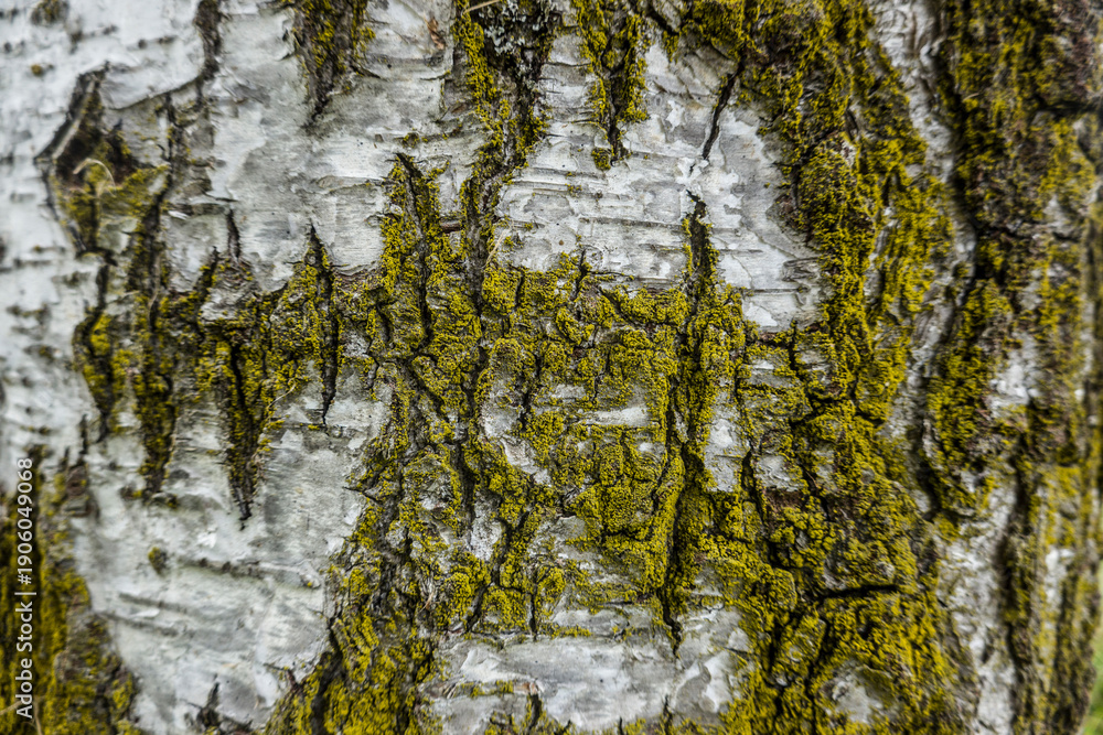 Obraz premium Moos oder Flechten auf einer Birke