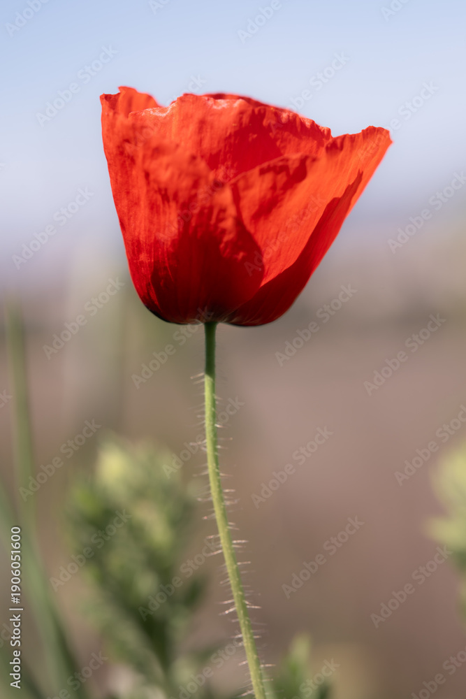 Obraz premium Close-up of Vibrant Red Poppy in Bloom