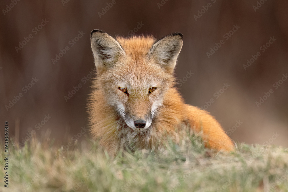 Fototapeta premium Fox Up Close