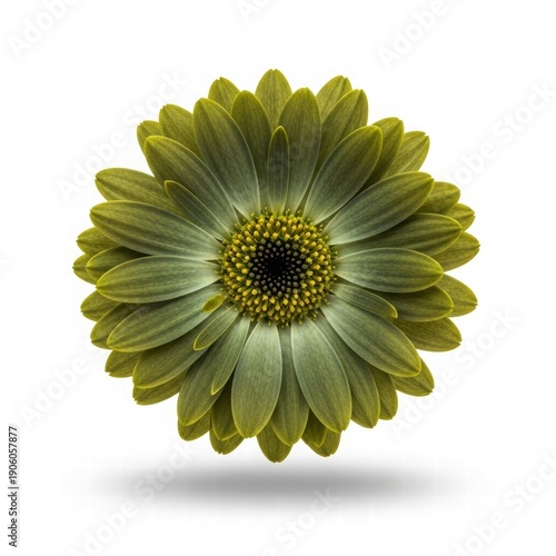Olive Gerbera Daisy: An exquisite Olive Gerbera Daisy stands in full bloom. Its velvety petals and intricate central disk display natures' artistry. An emblem of peace and charm
