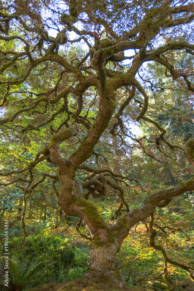Fototapeta premium A large tree with moss growing on it.