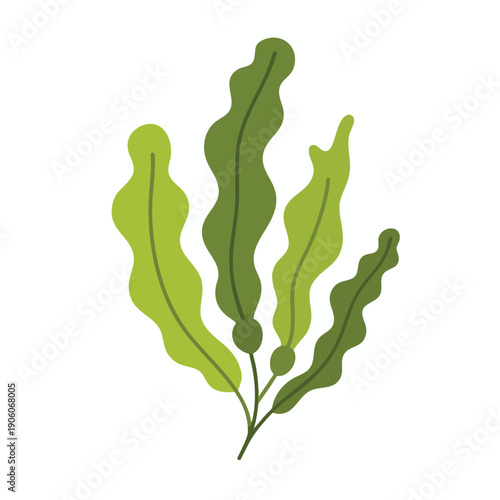 Fresh Green Seaweed Leaves for Healthy Marine or Agriculture Use
