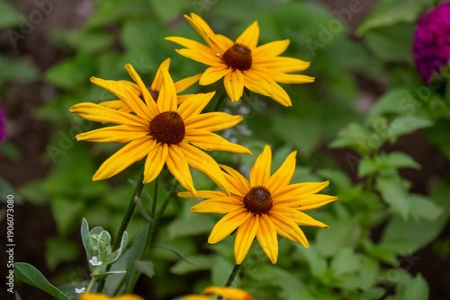 Yellow Black Eyed Susan Flowers