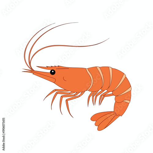 Close up of a Colorful Freshwater Shrimp on a White Background