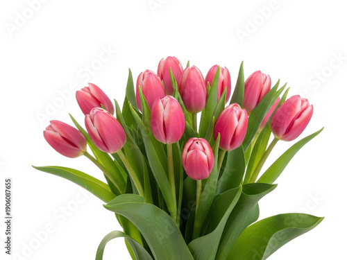 Vibrant pink tulips bouquet isolated on transparent background
