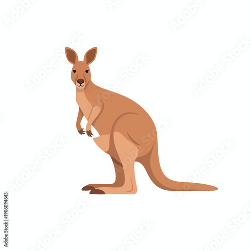 Australian marsupial standing on white background