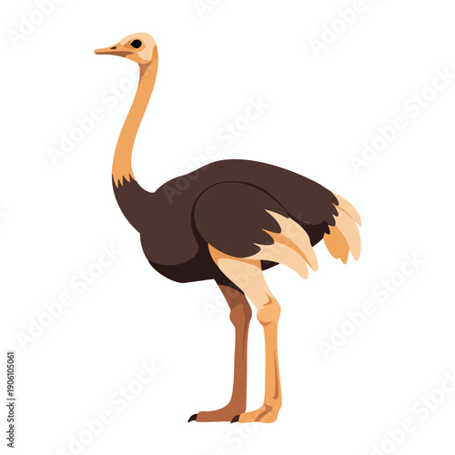 Elegant Ostrich Standing on Plain Background for Wildlife and Nature Projects