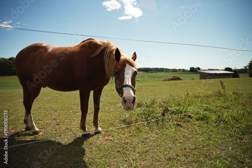 Wallpaper Mural Horses in a field in Ontario, Canada. Torontodigital.ca