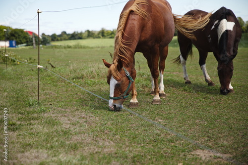 Wallpaper Mural Horses in a field in Ontario, Canada. Torontodigital.ca