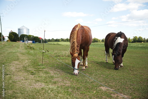 Wallpaper Mural Horses in a field in Ontario, Canada. Torontodigital.ca