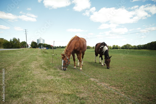 Wallpaper Mural Horses in a field in Ontario, Canada. Torontodigital.ca