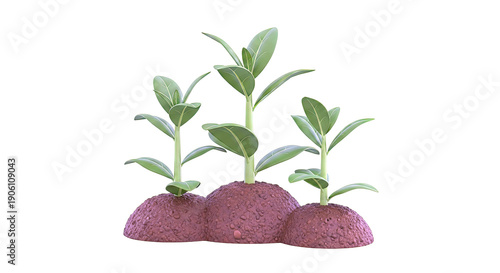 Three Young Plants Growing from Soil