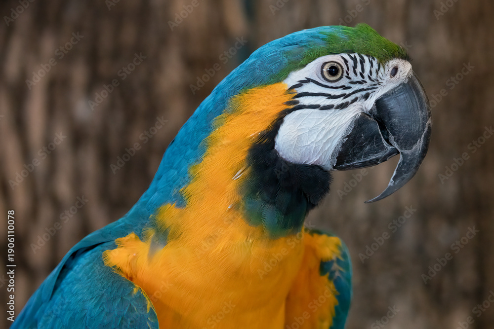 Fototapeta premium Blue and Yellow Macaw Bird Ara ararauna