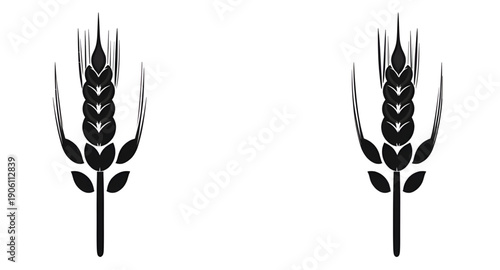 wheat, grain, ears, cereal, barley, agriculture, farming, harvest, crop, plant, botanical, nature, organic, food, bread, bakery, flour, field, rural, farm, golden, spike, stalk, seed, nutrition, healt