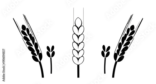 wheat, grain, ears, cereal, agriculture, farming, harvest, crop, plant, botanical, nature, organic, food, bread, bakery, flour, field, rural, farm, golden, spike, ear, stalk, seed, nutrition, healthy,