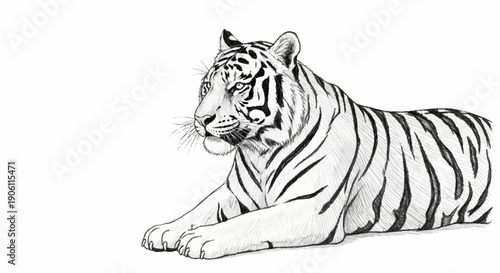 Detailed sketch of a majestic white tiger lying down.