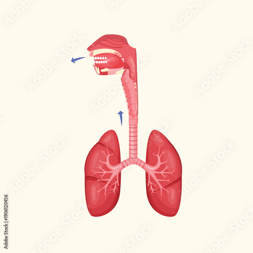 Educational illustration showing the human respiratory system to explain breathing processes, lung function, and anatomical structure.