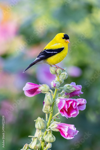 01640-17208 American Goldfinch (Spinus tristis) male on Hollyhock (Alcea sp.) Marion Co. IL