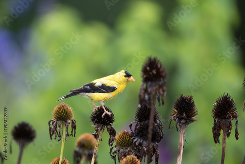 01640-16310 American Goldfinch (Spinus tristis) male eating purple coneflower (Echinacea purpurea) seeds Marion County, IL.
