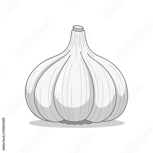 Illustration of a Garlic Bulb