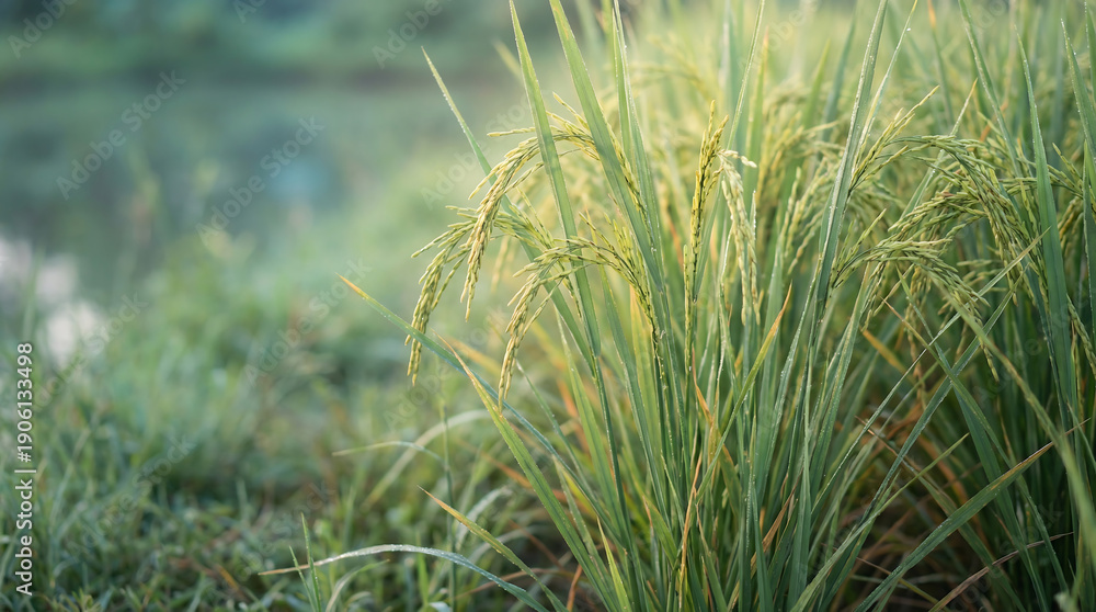 Fototapeta premium Close up of vibrant green rice stalks with golden seed heads in soft light