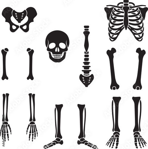 Human skeletal parts collection, anatomical and educational black and white vector illustration