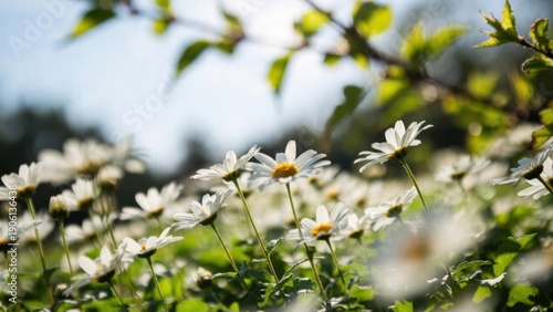 Blooming white daisies in sunlit meadow with green foliage.