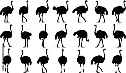 Set of ostrich silhouettes showing walking poses isolated on white background, wildlife illustration collection, African bird movement, black vector design for graphic use